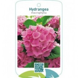 Hydrangea macrophylla  lichtroze