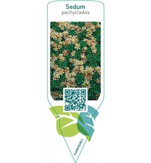 Etichette di Sedum pachyclados *