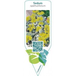 Sedum spathulifolium