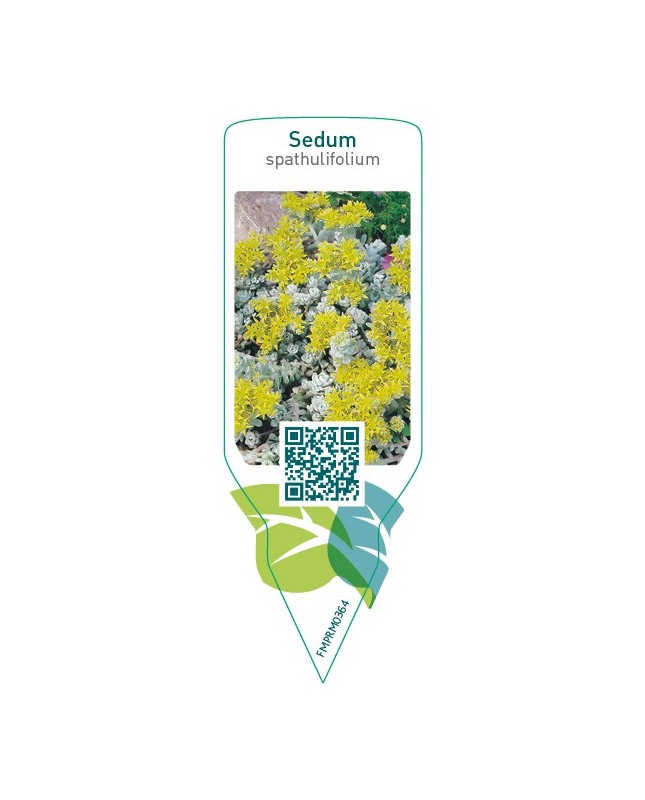 Sedum spathulifolium