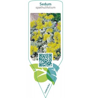 Etiquetas de Sedum spathulifolium *