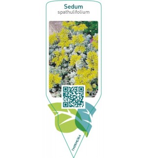 Etichette di Sedum spathulifolium *