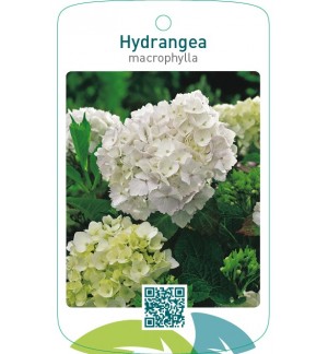 Hydrangea macrophylla  wit