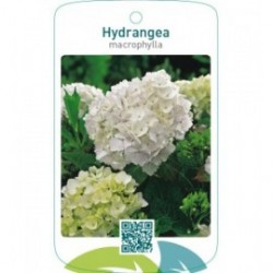 Hydrangea macrophylla  wit