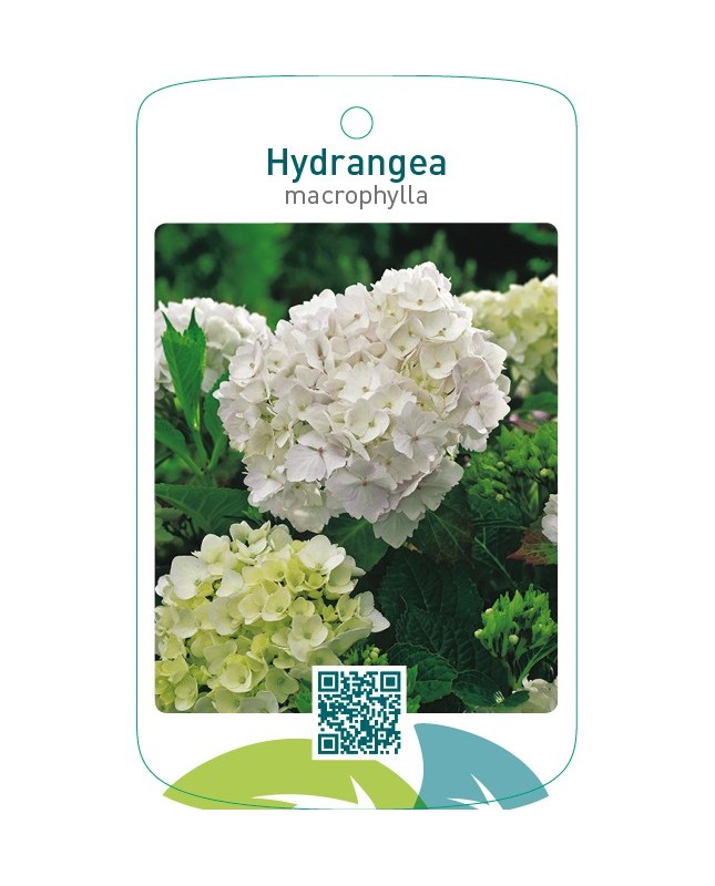 Hydrangea macrophylla  wit