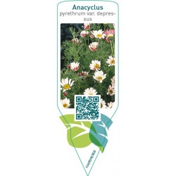 Anacyclus pyrethrum var. depressus