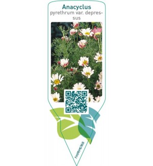 Etichette di Anacyclus pyrethrum var. dipressus *