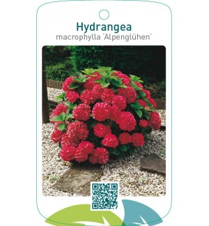 Hydrangea macrophylla ‘Alpenglühen’