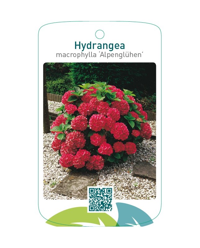 Hydrangea macrophylla ‘Alpenglühen’