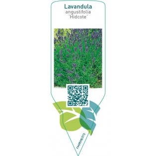 Lavandula angustifolia ‘Hidcote’
