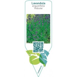 Lavandula angustifolia ‘Hidcote’