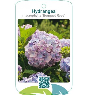 Hydrangea macrophylla ‘Bouquet Rose’