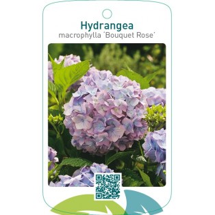 Hydrangea macrophylla ‘Bouquet Rose’