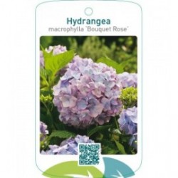 Hydrangea macrophylla ‘Bouquet Rose’