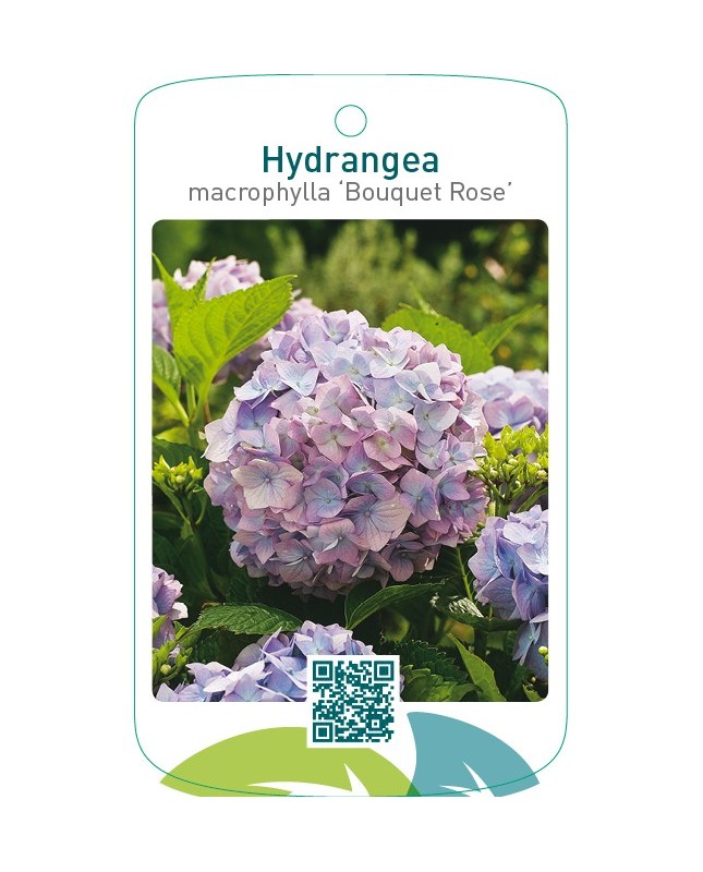 Hydrangea macrophylla ‘Bouquet Rose’