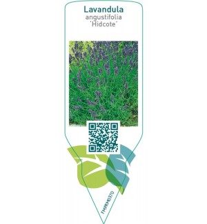 Etiquetas de Lavandula angustifolia ‘Hidcote’ *