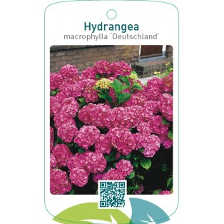 Hydrangea macrophylla ‘Deutschland’