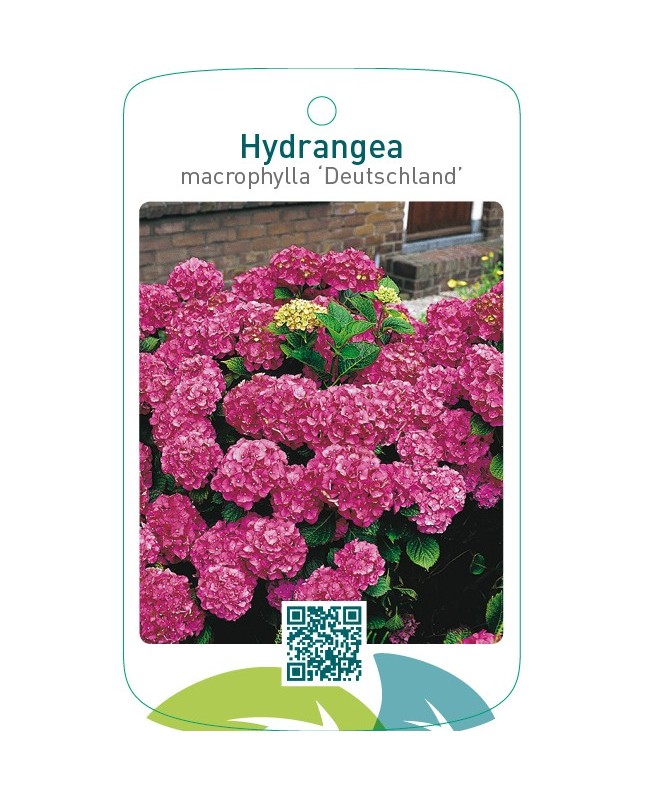 Hydrangea macrophylla ‘Deutschland’
