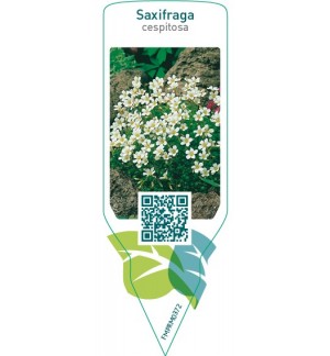 Etichette di Saxifraga cespitosa *