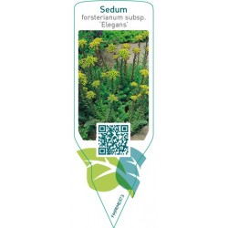 Sedum forsterianum subsp. elegans