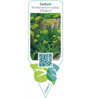 Etichette di Sedum forsterianum subsp. elegans *