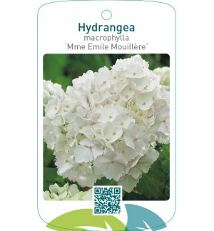 Hydrangea macrophylla ‘Mme Emile Mouillère’