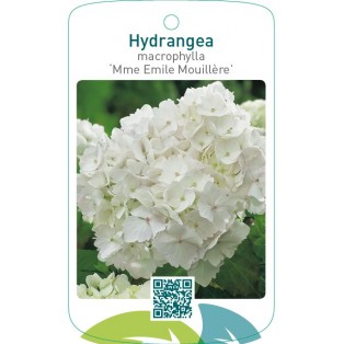 Hydrangea macrophylla ‘Mme Emile Mouillère’