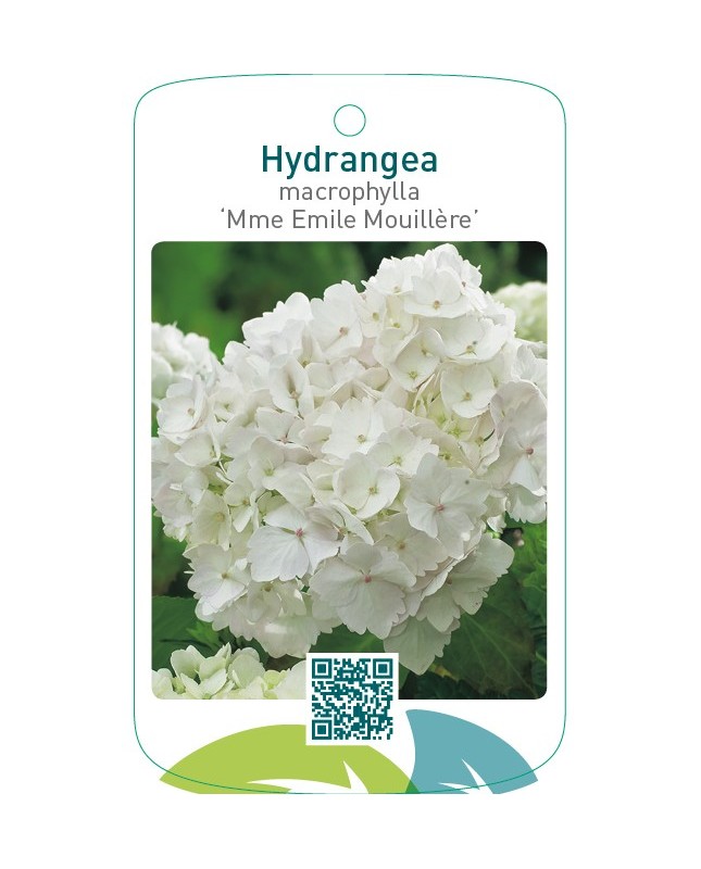 Hydrangea macrophylla ‘Mme Emile Mouillère’