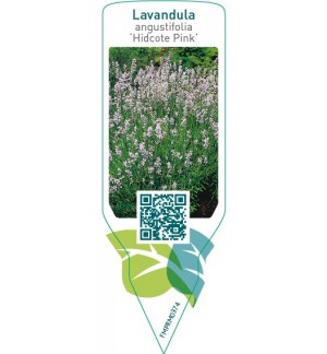 Lavandula angustifolia ‘Hidcote Pink’