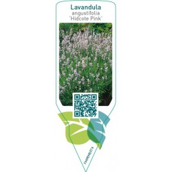 Lavandula angustifolia ‘Hidcote Pink’