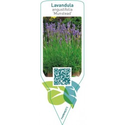 Lavandula angustifolia ‘Munstead’