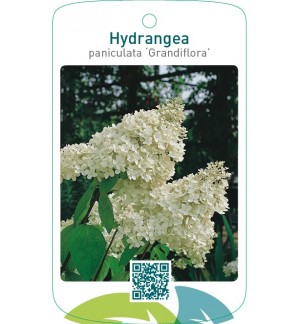 Hydrangea paniculata ‘Grandiflora’
