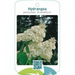Hydrangea paniculata ‘Grandiflora’
