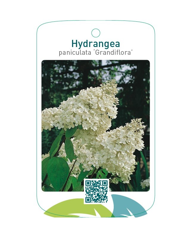Hydrangea paniculata ‘Grandiflora’