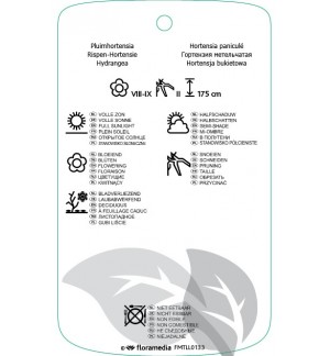 Etichette di Hydrangea paniculata ‘Grandiflora’ *
