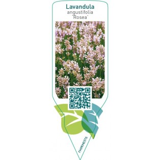 Lavandula angustifolia ‘Rosea’
