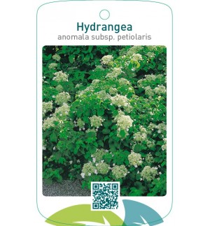 Hydrangea anomala subsp. petiolaris