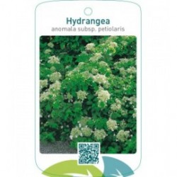Hydrangea anomala subsp. petiolaris
