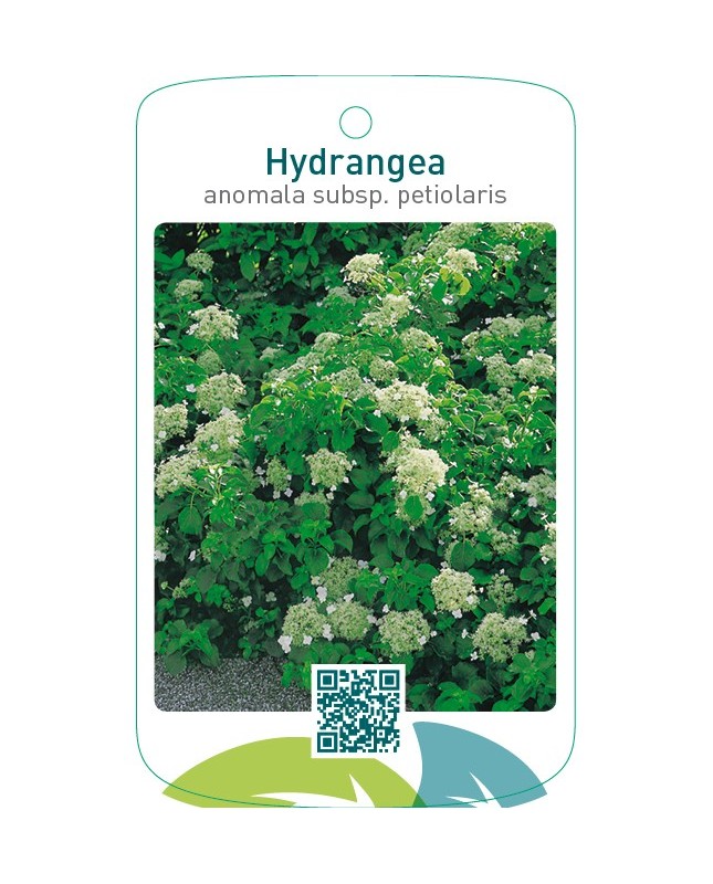 Hydrangea anomala subsp. petiolaris