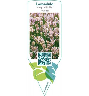 Etiquetas de Lavandula angustifolia ‘Rosea’ *