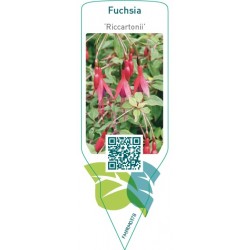 Fuchsia ‘Riccartonii’
