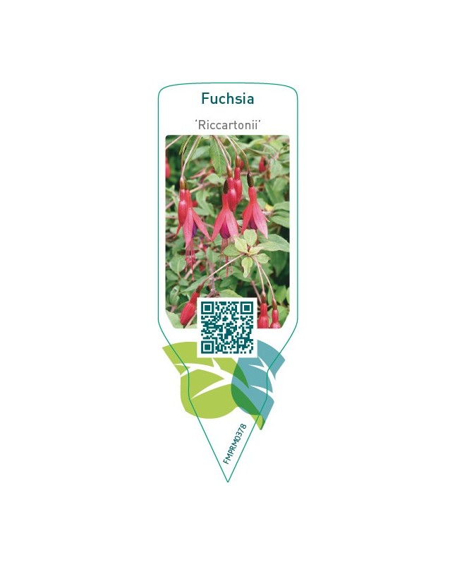 Fuchsia ‘Riccartonii’