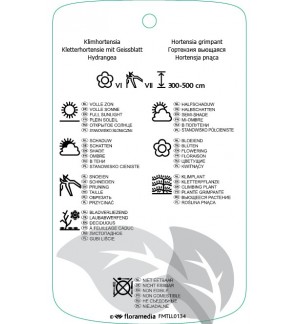 Etichette di Hydrangea anomala subsp. petiolaris *