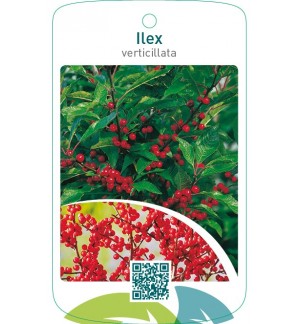 Ilex verticillata