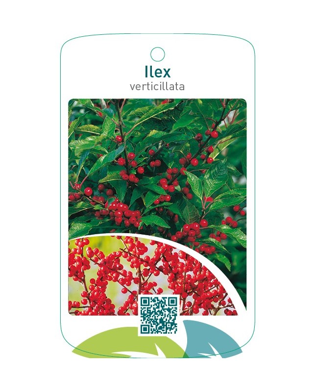 Ilex verticillata