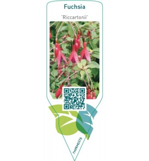 Etiquetas de Fuchsia ‘Riccartonii’ *