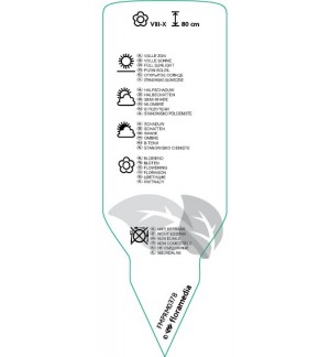 Etichette di Fuchsia ‘Riccartonii’ *