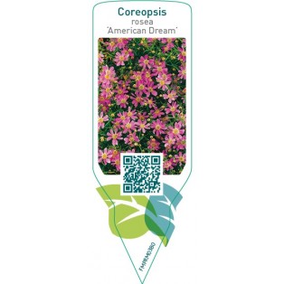 Coreopsis rosea ‘American Dream’