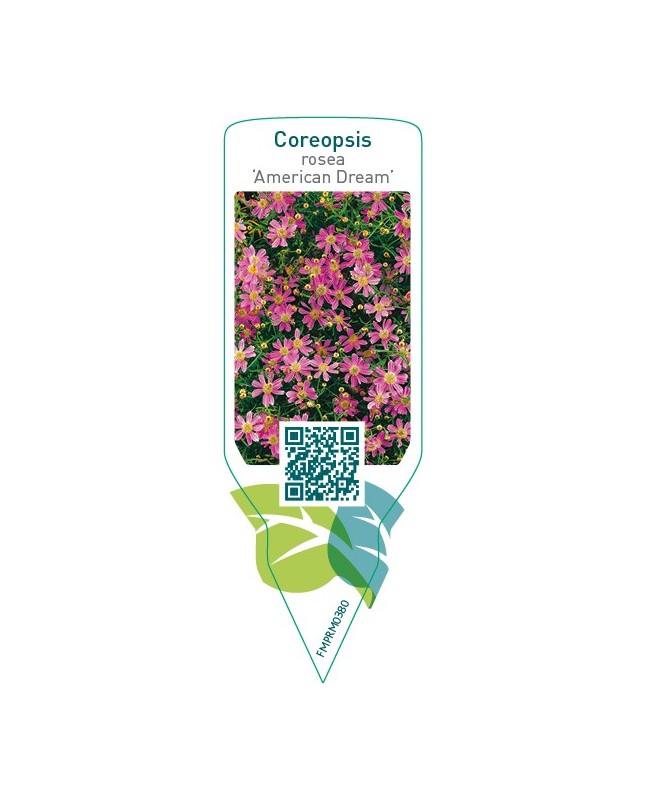 Coreopsis rosea ‘American Dream’