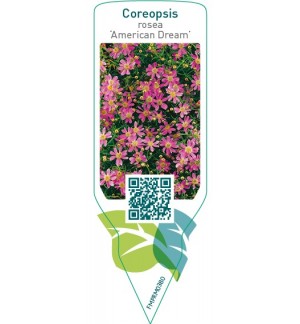Etichette di Coreopsis rosea ‘American Dream’ *